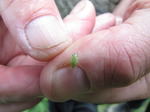 SX07587 Nymph of Spittle Bug (Aphrophoridae) on Hans' finger.jpg